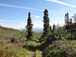 Wrangell-St. Elias - Hiking on the Caribou Trail