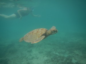 American Samoa - Underwater Mom with Sea Turtle