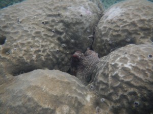 American Samoa - Underwater Squid Inside Coral 1