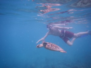 Virgin Islands Turtle 6
