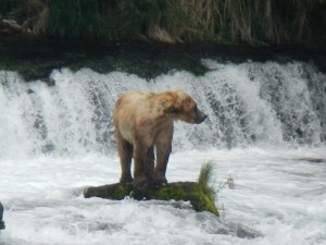 Katmai - Bear Paws on a Log