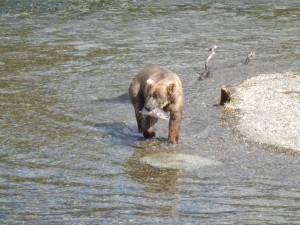 Katmai - One Grizzly Bear Getting Ready to Eat a Salmon at Books Falls 2