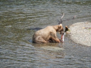 Katmai - One Grizzly Bear Getting Ready to Eat a Salmon at Books Falls 3