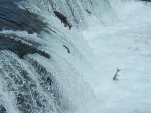 Katmai - Salmon Jumping 3