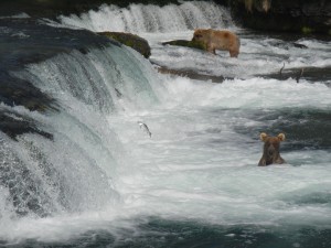 Katmai - Two Grizzly Bears and One Salmon at Books Falls