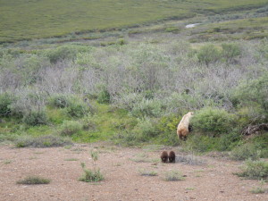Denali - WildLife of Grizzly Bear and Cubs 1