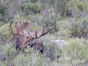 Denali - WildLife of Moose 1