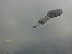 Everglades Alligator 6