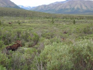Denali - Best WildLife of Moose and Landscape